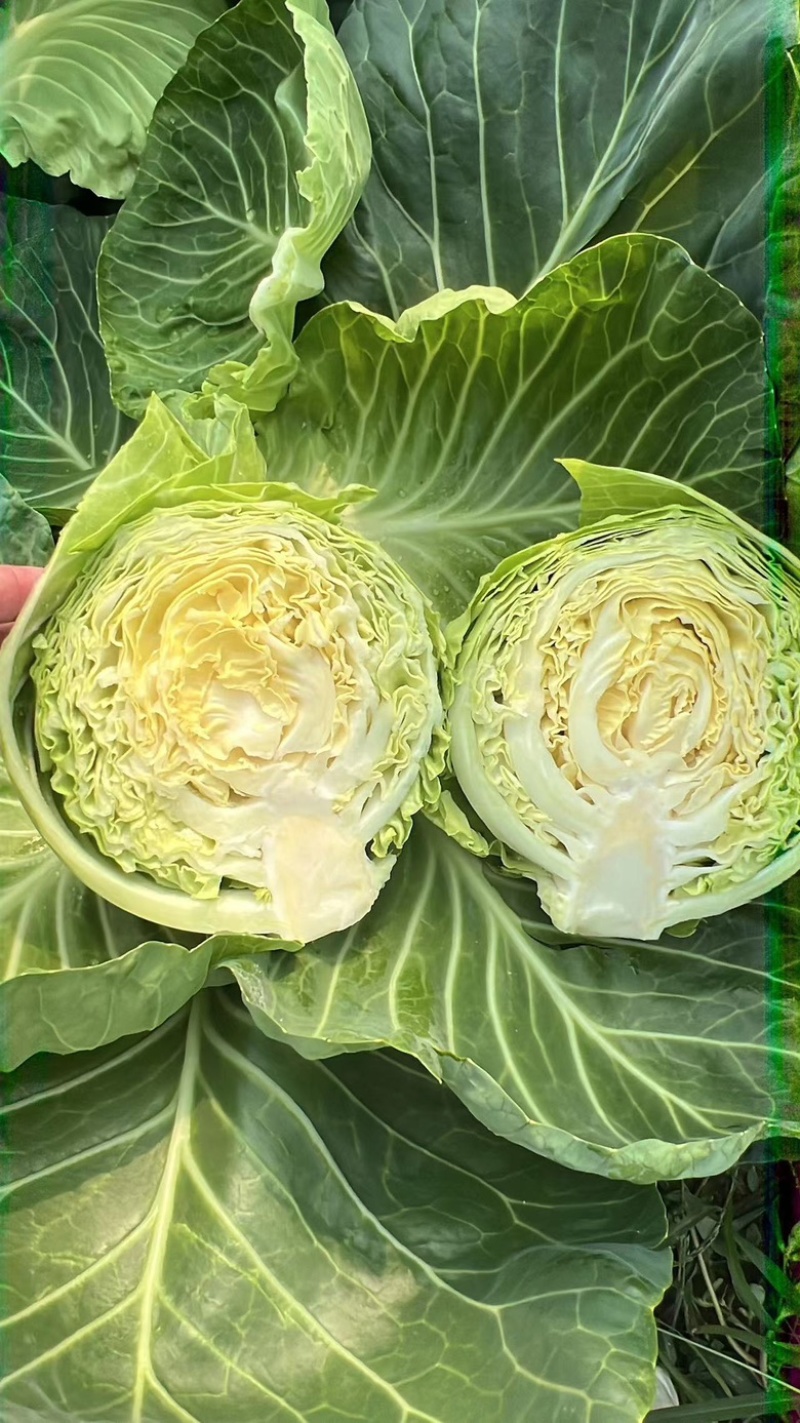 精品甘蓝，山东潍坊甘蓝，新鲜现货，欢迎各位老板选购