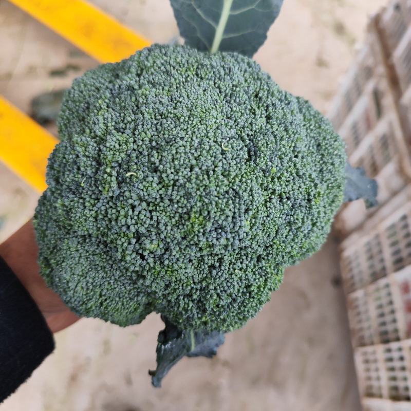 周口西兰花有机菜花，市场，电商，加工厂大量供应