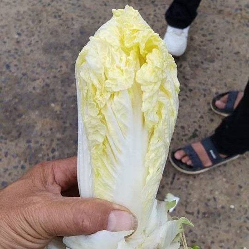 娃娃菜