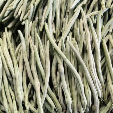山东优质龙豆角无丝豆品质保证量大从优全国发货欢迎来电