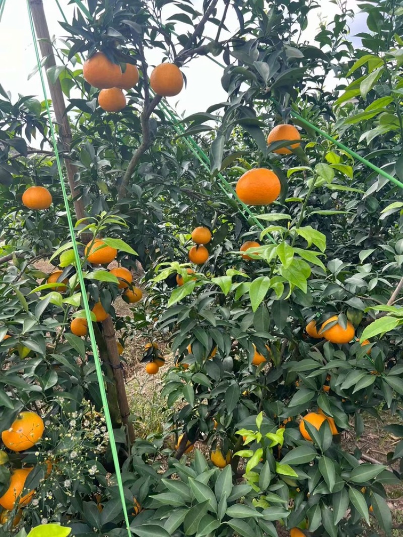 【爱媛橙】果园现摘直发，对接各种渠道供货，一件也是批发价