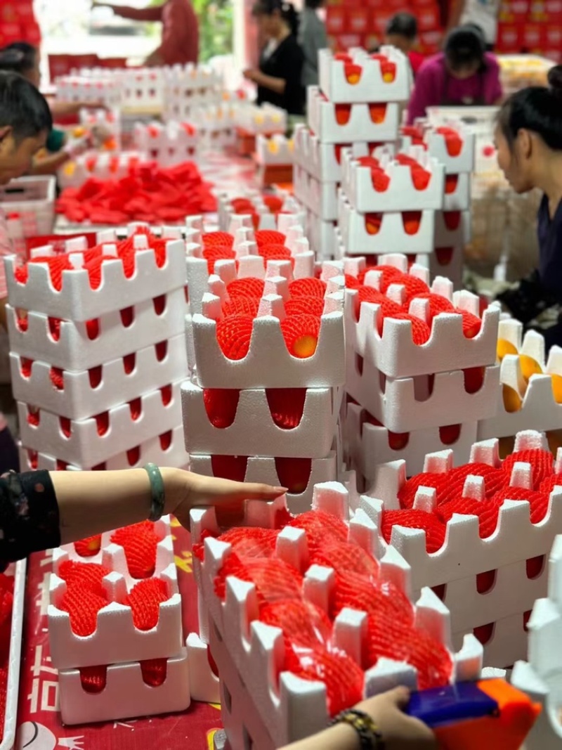 【爱媛橙】果园现摘直发，对接各种渠道供货，一件也是批发价