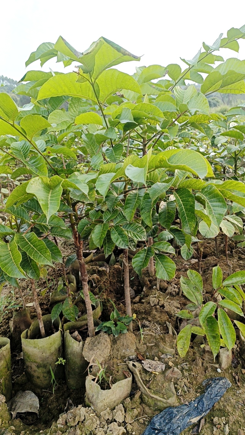 黑橄榄苗