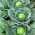 【京丰1号甘蓝】河南开封基地直供质量保证一手货源全国发货