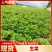 生菜大量供应保质保量诚信经营欢迎采购联系
