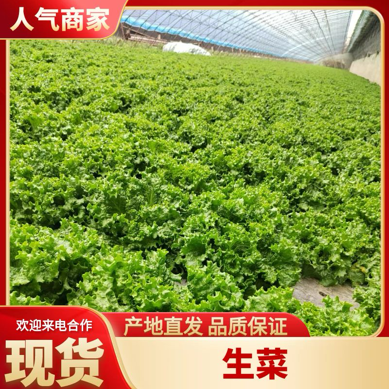 生菜大量供应保质保量诚信经营欢迎采购联系