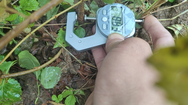 大果连翘苗