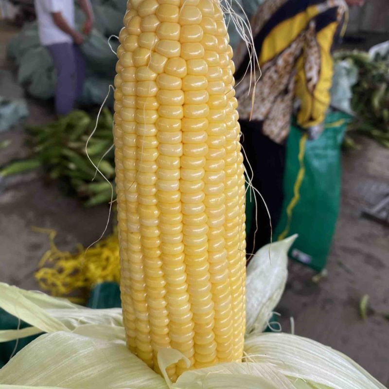 太阳花