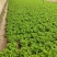 生菜大量供应保质保量诚信经营欢迎采购联系