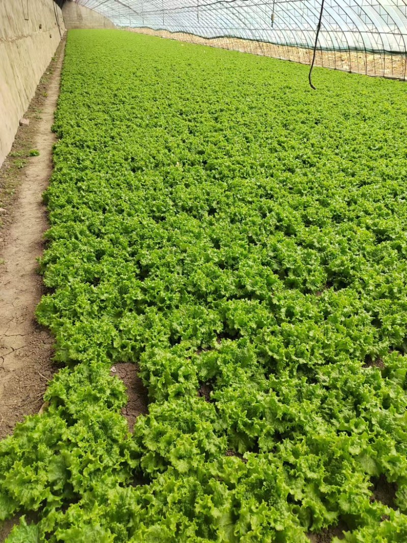 生菜大量供应保质保量诚信经营欢迎采购联系