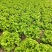 生菜大量供应保质保量诚信经营欢迎采购联系