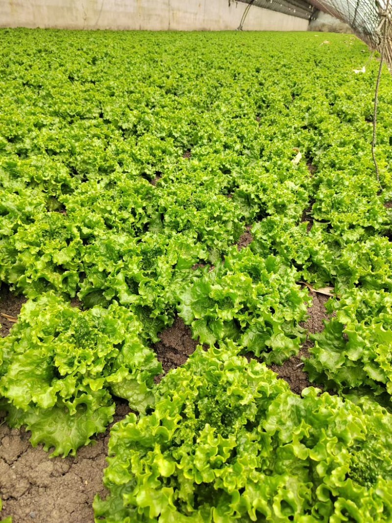 生菜大量供应保质保量诚信经营欢迎采购联系