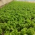生菜大量供应保质保量诚信经营欢迎采购联系