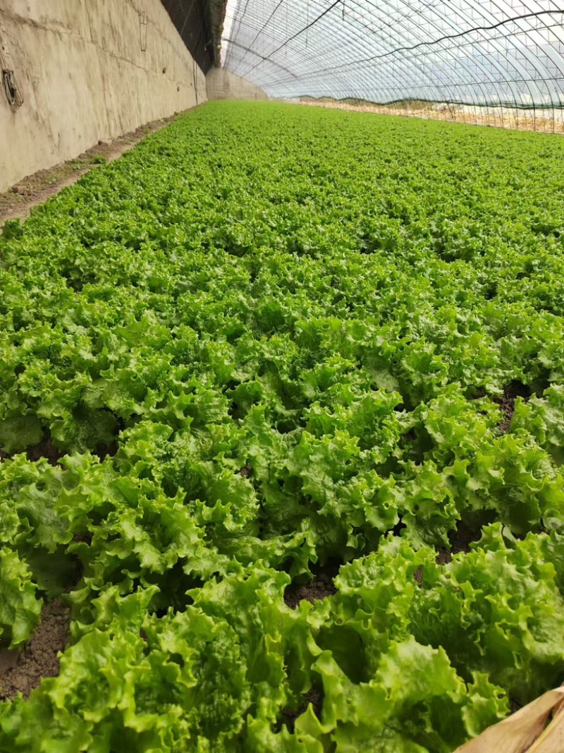 生菜大量供应保质保量诚信经营欢迎采购联系