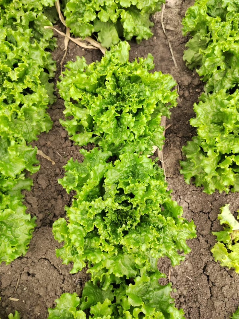 生菜大量供应保质保量诚信经营欢迎采购联系