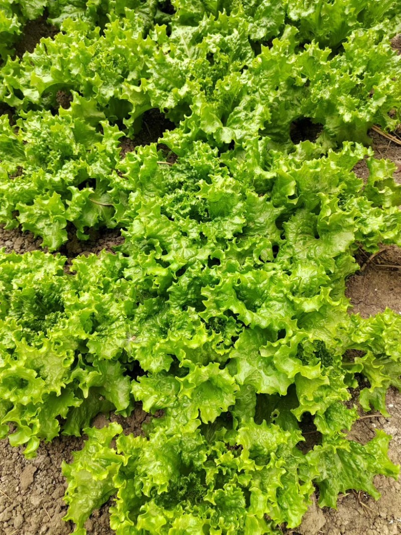 生菜大量供应保质保量诚信经营欢迎采购联系