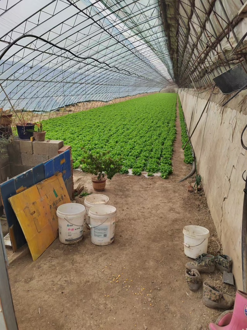 生菜大量供应保质保量诚信经营欢迎采购联系