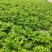 生菜大量供应保质保量诚信经营欢迎采购联系