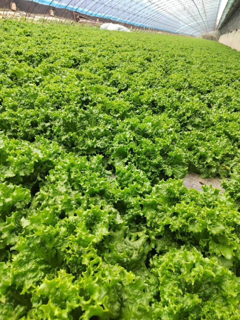 生菜大量供应保质保量诚信经营欢迎采购联系