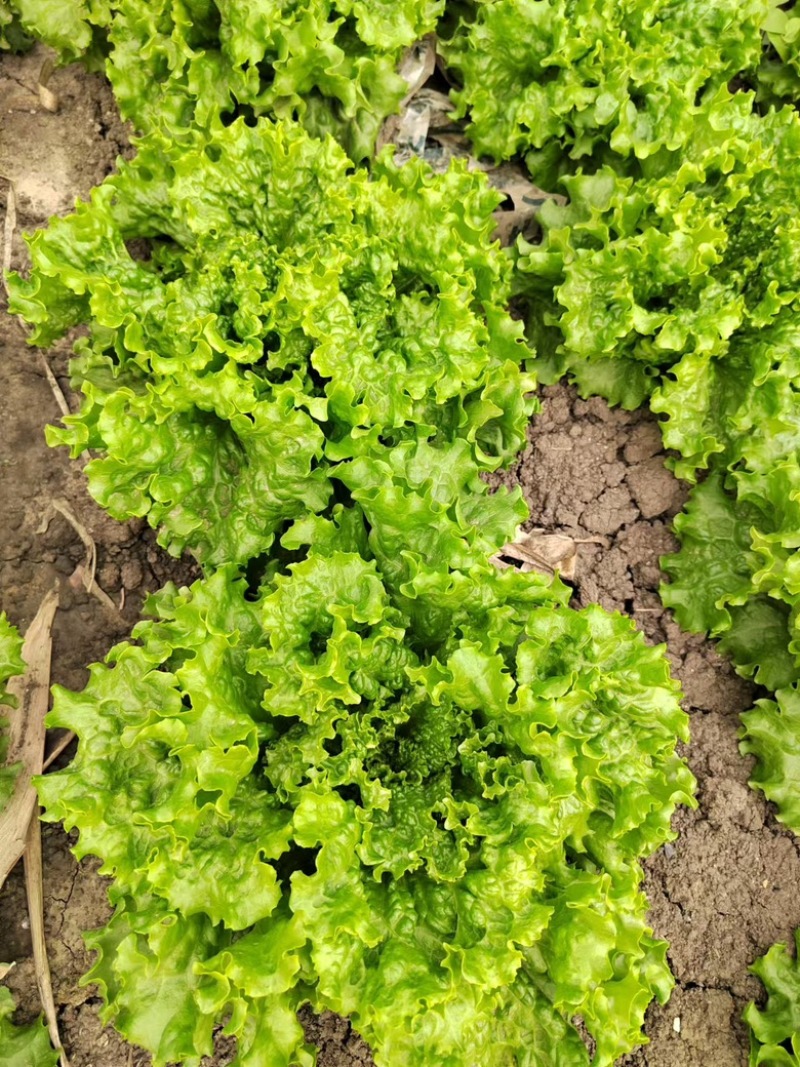 生菜大量供应保质保量诚信经营欢迎采购联系