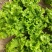 生菜大量供应保质保量诚信经营欢迎采购联系