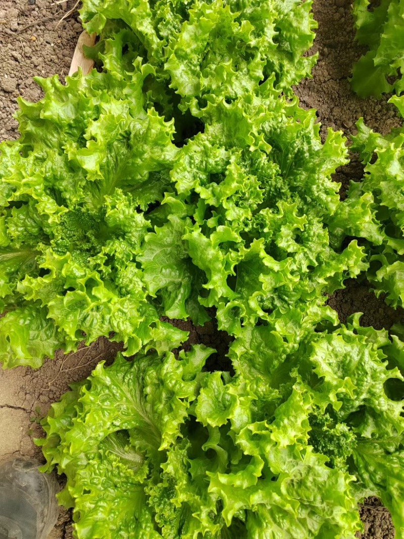 生菜大量供应保质保量诚信经营欢迎采购联系