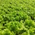 生菜大量供应保质保量诚信经营欢迎采购联系
