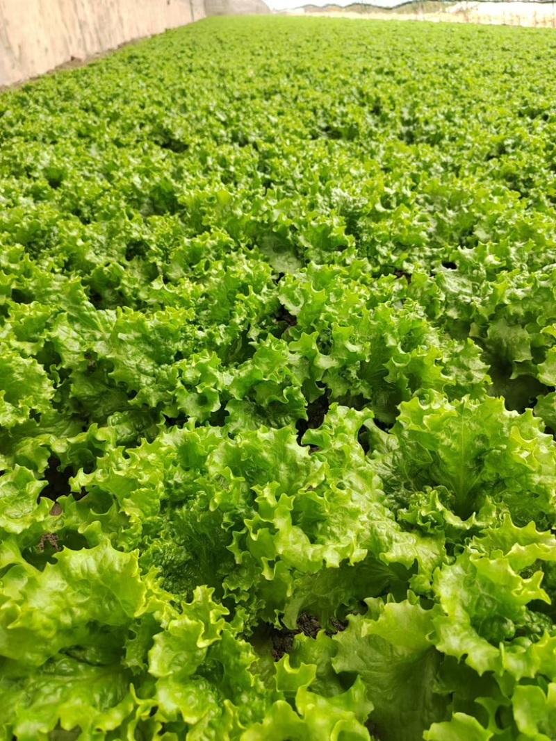 生菜大量供应保质保量诚信经营欢迎采购联系