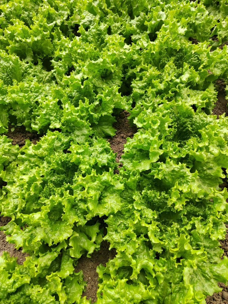 生菜大量供应保质保量诚信经营欢迎采购联系