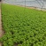 生菜大量供应保质保量诚信经营欢迎采购联系