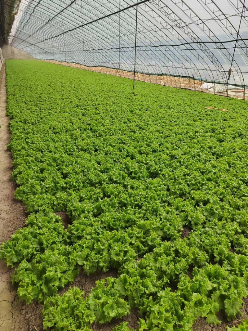 生菜大量供应保质保量诚信经营欢迎采购联系