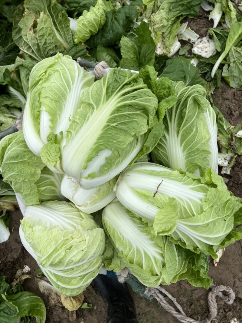 【夏阳白菜】河南通许产地直发质量上乘一手货源对接商超
