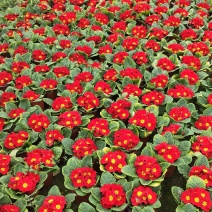 冬季春节时花——报春花
