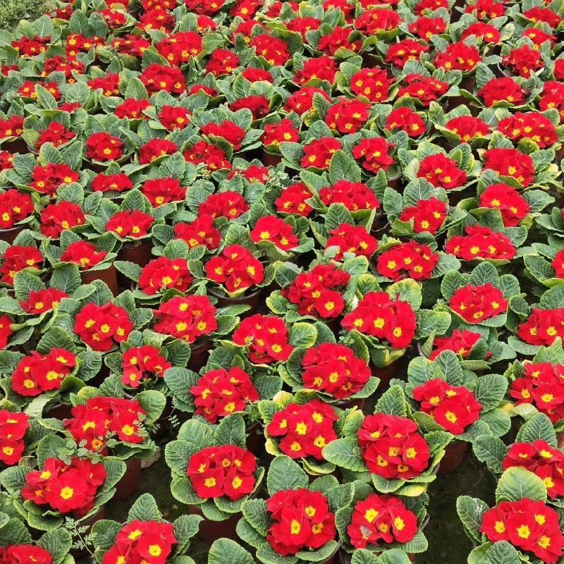 冬季春节时花——报春花