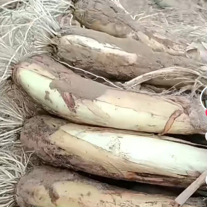 特色鸡大腿红葱