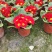 冬季春节时花——报春花