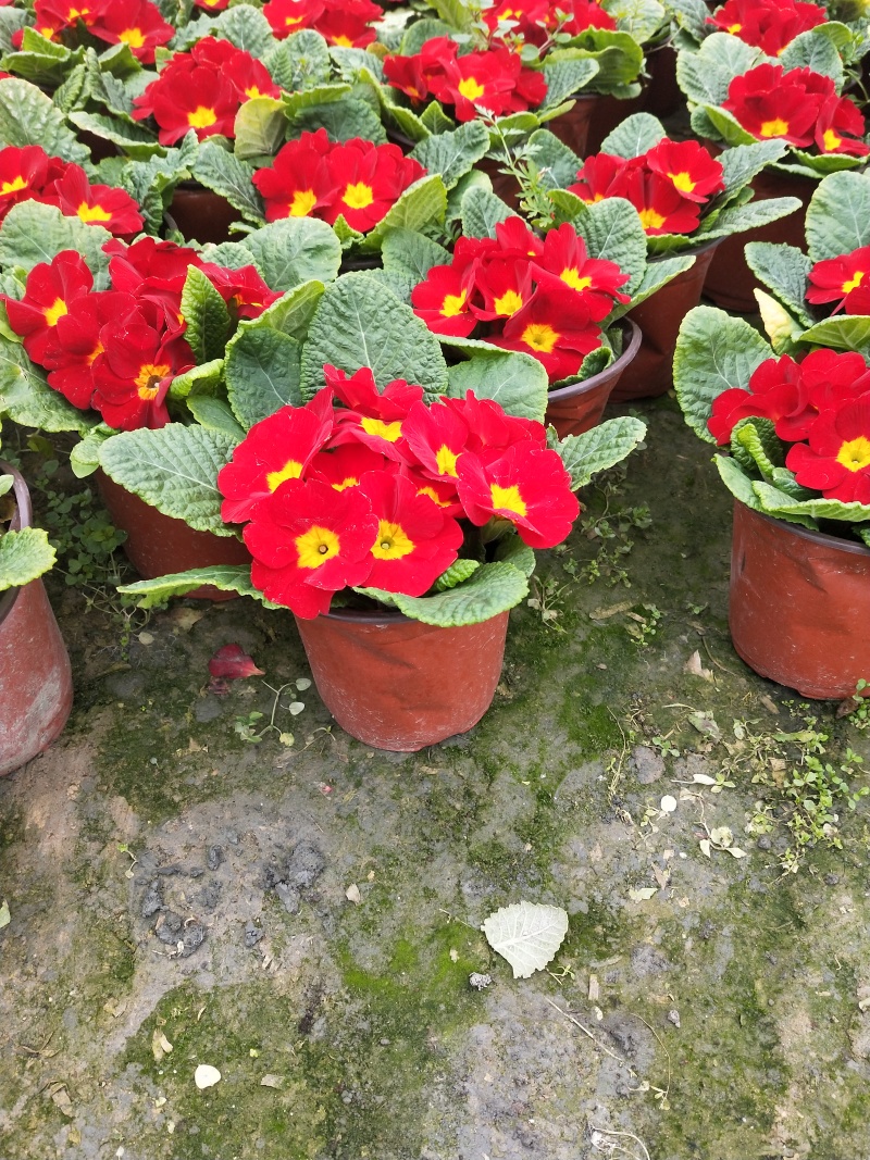冬季春节时花——报春花