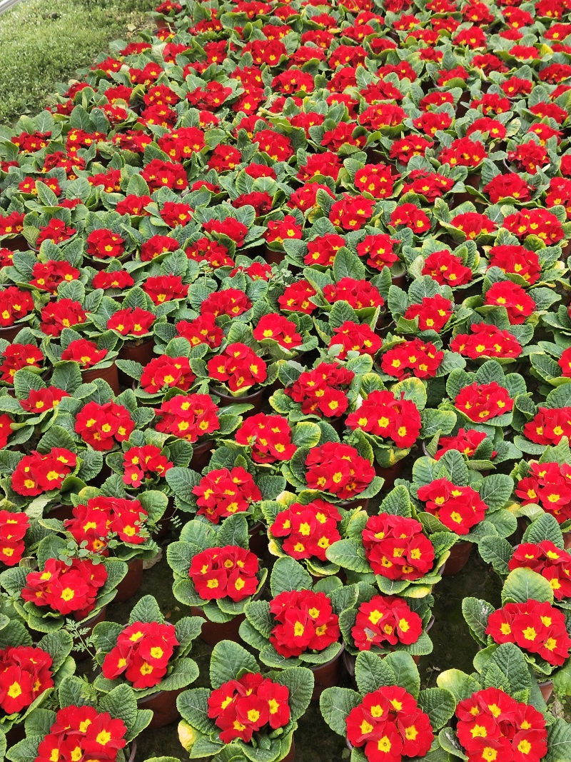 冬季春节时花——报春花