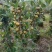 精品香花油茶质量保证诚信经营欢迎咨询
