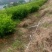 精品香花油茶质量保证诚信经营欢迎咨询