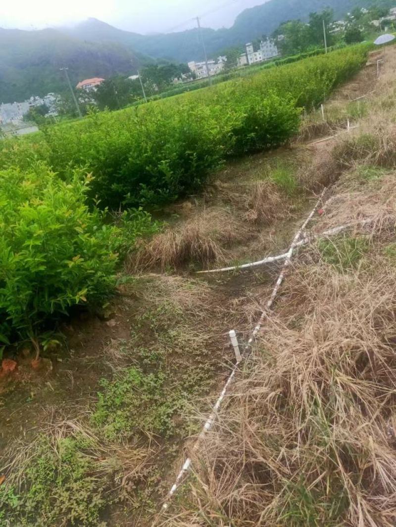精品香花油茶质量保证诚信经营欢迎咨询