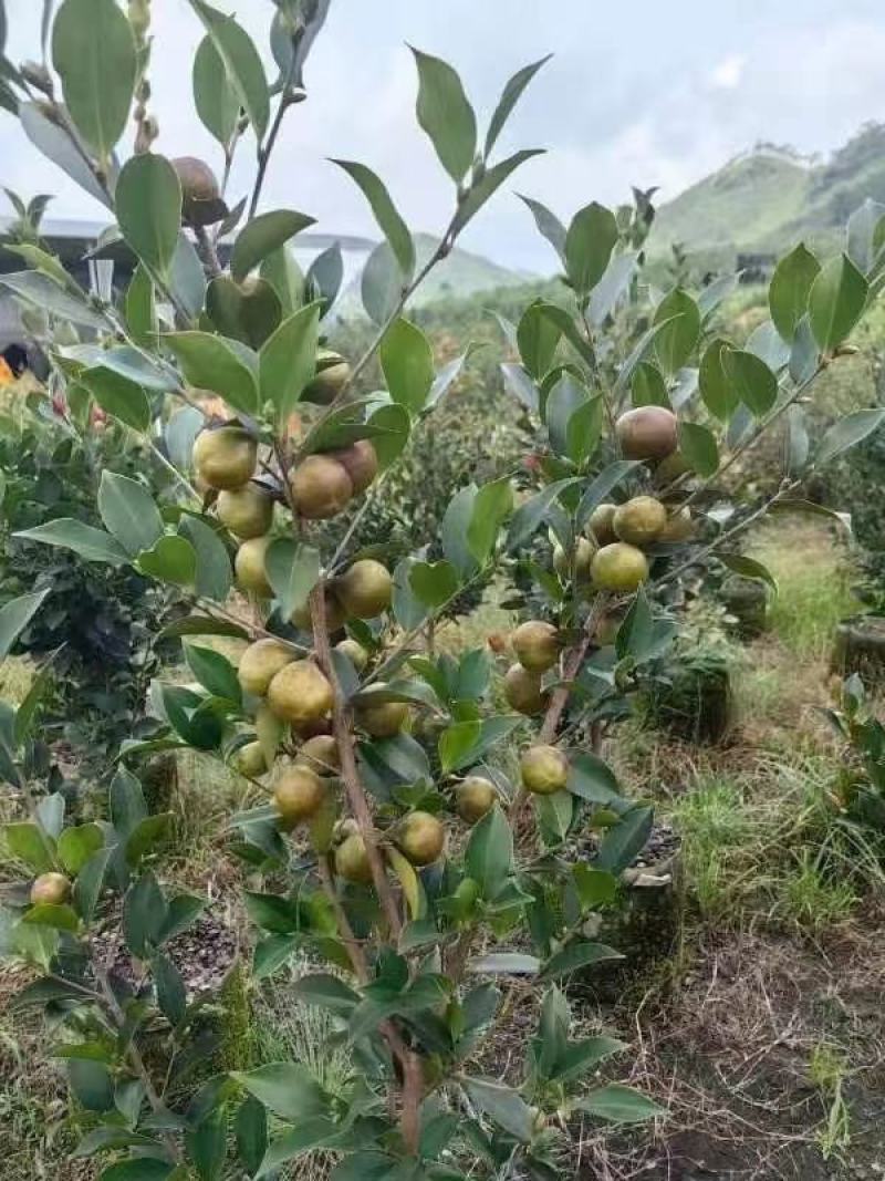 精品香花油茶质量保证诚信经营欢迎咨询