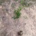 精品香花油茶质量保证诚信经营欢迎咨询