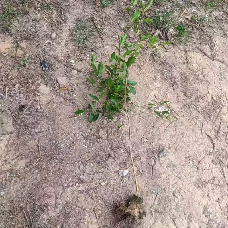 精品香花油茶质量保证诚信经营欢迎咨询
