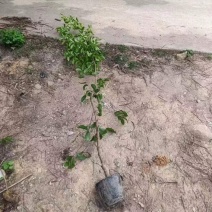 精品香花油茶质量保证诚信经营欢迎咨询