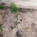 精品香花油茶质量保证诚信经营欢迎咨询