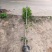 精品香花油茶质量保证诚信经营欢迎咨询