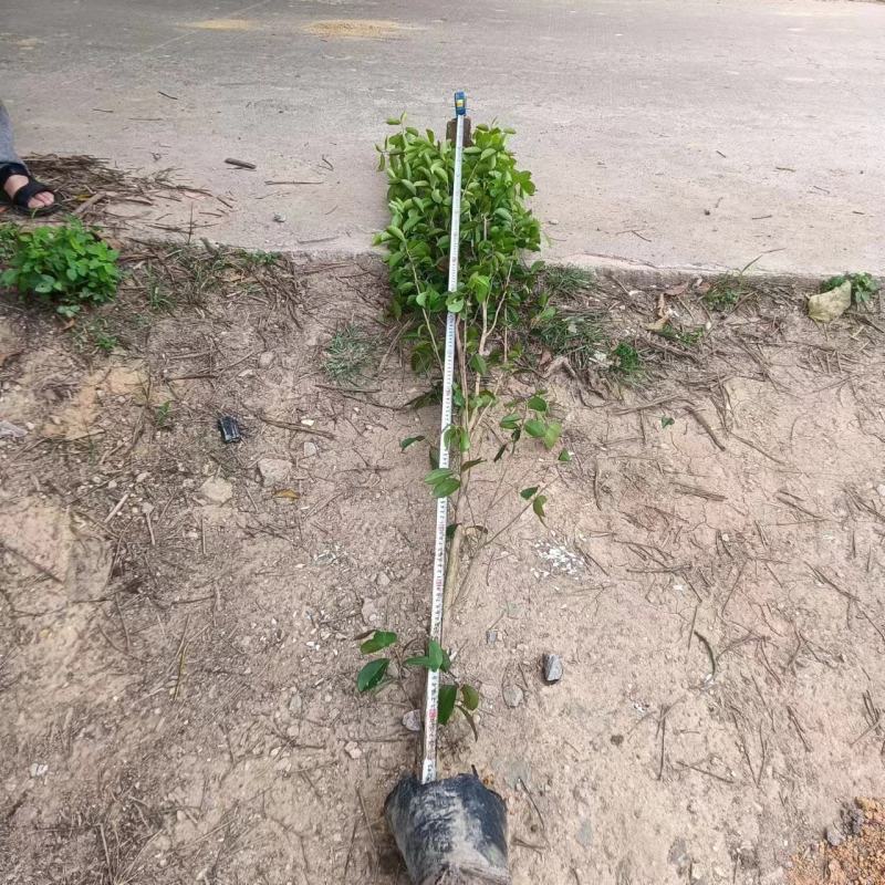 精品香花油茶质量保证诚信经营欢迎咨询