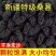 新疆桑椹