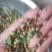 茜草种子